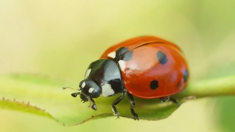 Биолог Хряпин объяснил атаку ядовитых божьих коровок на центральные регионы