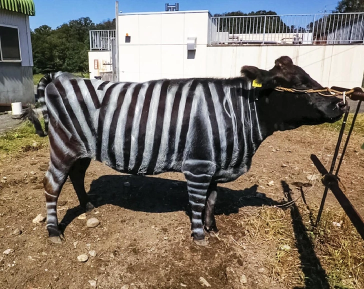 Японцы нарисовали коровам белые полоски для защиты от жалящих насекомых. И это сработало!