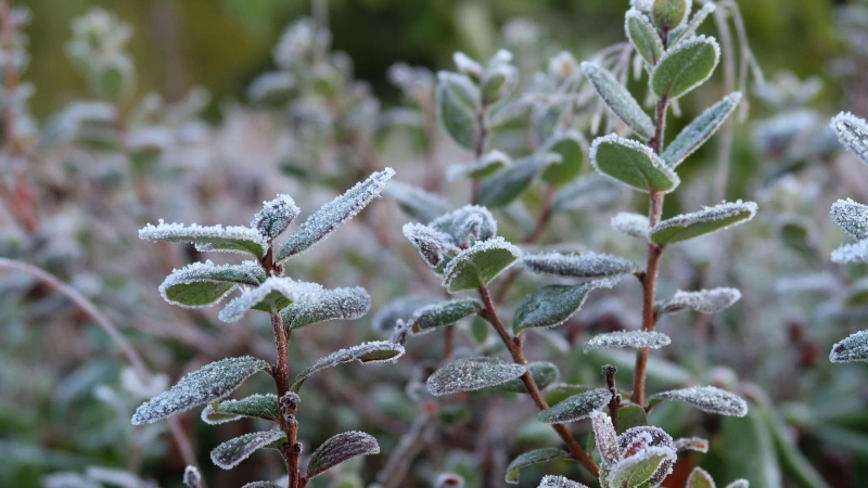 На Петербург надвигаются первые заморозки