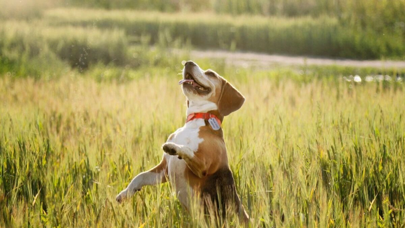 Не хотите сами — заставим законом: зачем власти готовятся ввести паспорта для собак