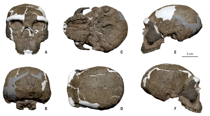 Один череп пролил свет на происхождение Homo longi и денисовцев — ему миллион лет