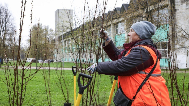 Стало известно, какими деревьями планируют озеленить Петербург