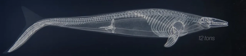 В Курской области нашли зуб мозазавра возрастом около 80 млн лет