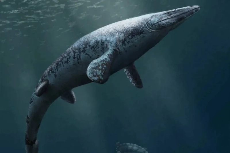 В Курской области нашли зуб мозазавра возрастом около 80 млн лет