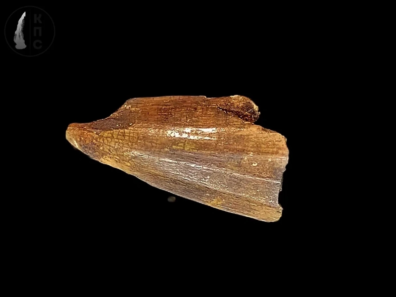 В Курской области нашли зуб мозазавра возрастом около 80 млн лет