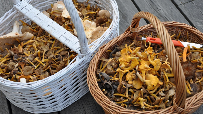 Врач рассказала о переоцененной пользе грибов